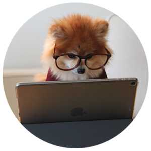 puppy at laptop